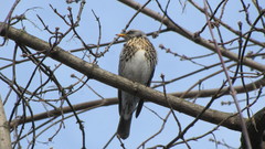Turdus pilaris