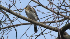 Turdus pilaris