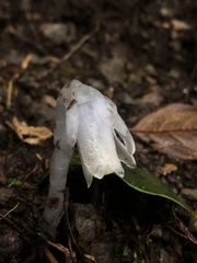 Monotropastrum humile glaberrimum