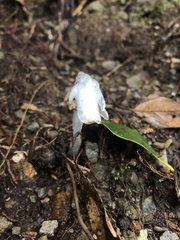 Monotropastrum humile glaberrimum