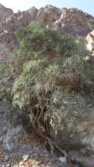 Ficus salicifolia