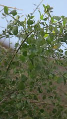 Salvadora persica