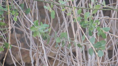 Salvadora persica