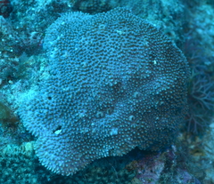 Montipora verrucosa