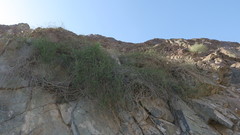 Salvadora persica