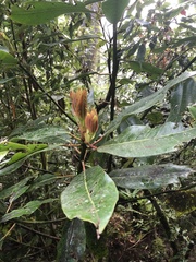 Daphniphyllum himalaense