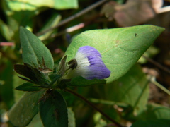Cynarospermum asperrimum