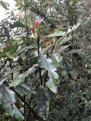 Daphniphyllum himalaense