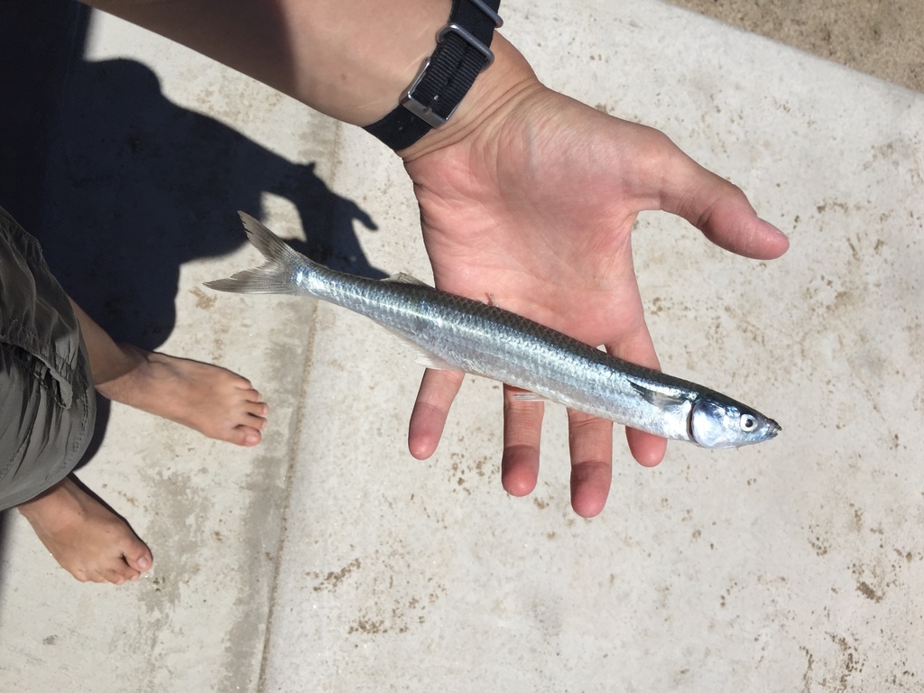 Gulf Grunion