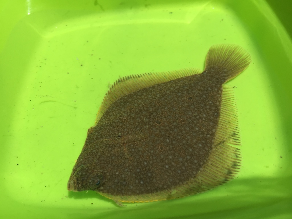 Spotted Turbot