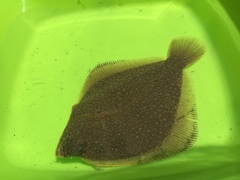 Pleuronichthys ritteri