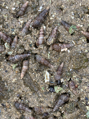 Batillaria attramentaria