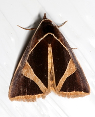 Agamana conjungens