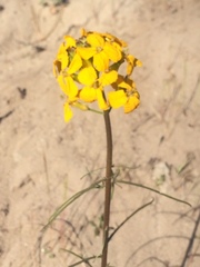 Erysimum teretifolium