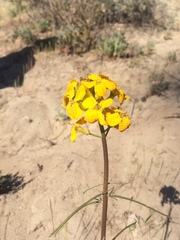 Erysimum teretifolium