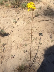 Erysimum teretifolium