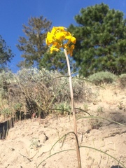 Erysimum teretifolium