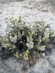 Cylindropuntia bigelovii ciribe