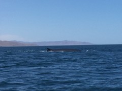 Balaenoptera borealis