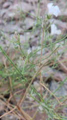 Convolvulus virgatus