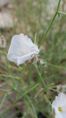 Convolvulus virgatus