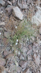 Convolvulus virgatus