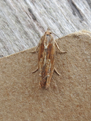 Eucosma radiatana