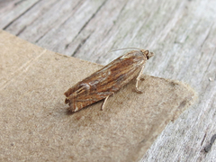 Eucosma radiatana