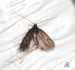 Lecithocera terrigena