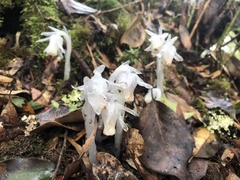 Monotropastrum humile glaberrimum