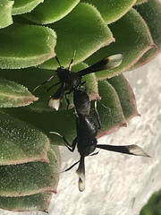 Myrmecopsis strigosa