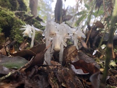 Monotropastrum humile glaberrimum