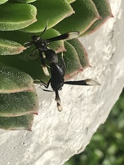 Myrmecopsis strigosa