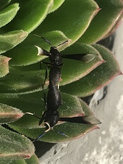 Myrmecopsis strigosa