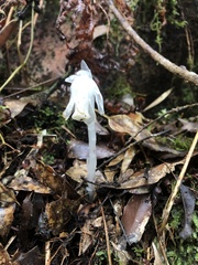 Monotropastrum humile glaberrimum