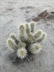 Cylindropuntia bigelovii ciribe