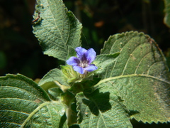 Strobilanthes pavala