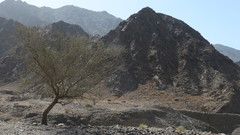 Vachellia tortilis