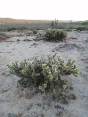 Cylindropuntia bigelovii ciribe