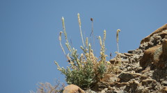 Reseda aucheri
