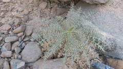 Echinops erinaceus