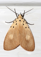 Asota iodamia