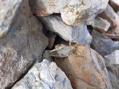 Brachaspis nivalis