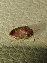 Menida spectabilis