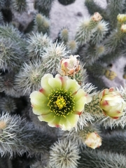 Cylindropuntia bigelovii ciribe