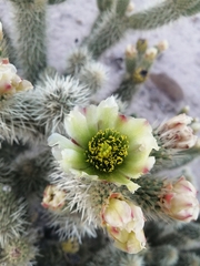 Cylindropuntia bigelovii ciribe