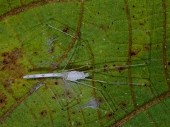 Leptopholcus borneensis