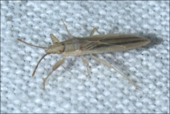 Stenophyella macreta