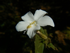Hibiscus hirtus