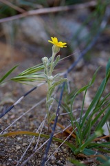 Eriophyllum ambiguum